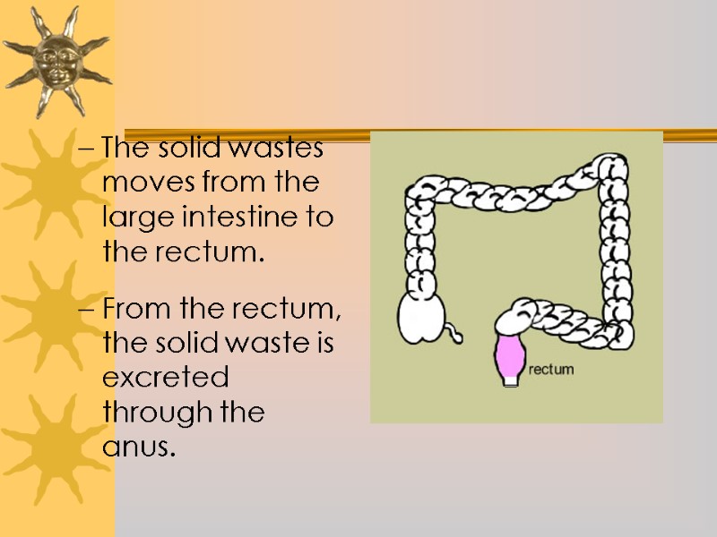 The solid wastes moves from the large intestine to the rectum.   From